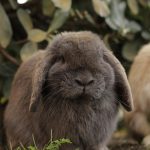 bunny, rabbit, easter, hare, cute, animal, nature, grass, ears, wildlife, spring, bunnies, fur, pet, outdoors, mammal, meadow, mammals, furry, adorable, wild, domestic, rodent, garden, comic, brown rabbit, brown bunny, bunny, rabbit, rabbit, rabbit, rabbit, rabbit, hare