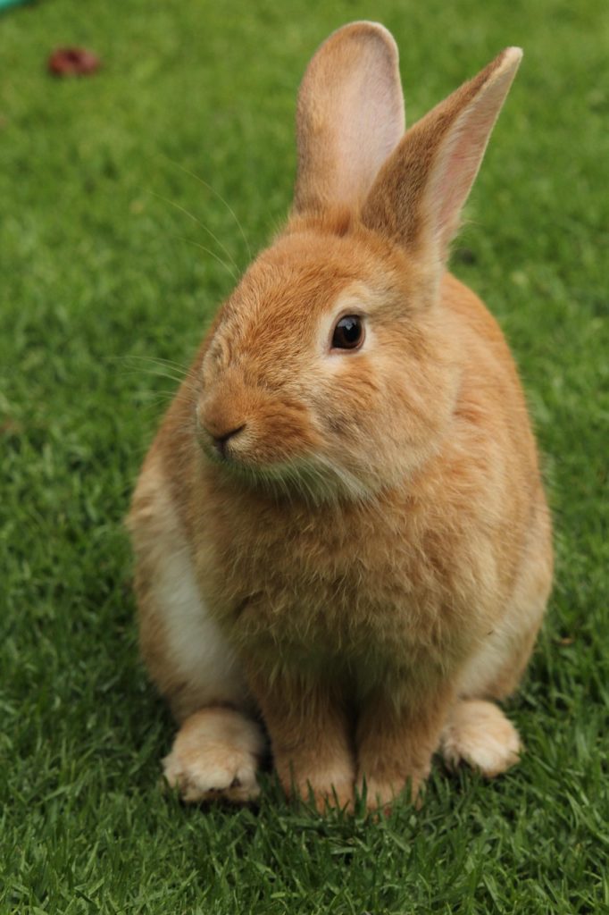 rabbit, animal, animals, brown, mammals, mascot, nature, herb, rabbit, rabbit, rabbit, rabbit, rabbit