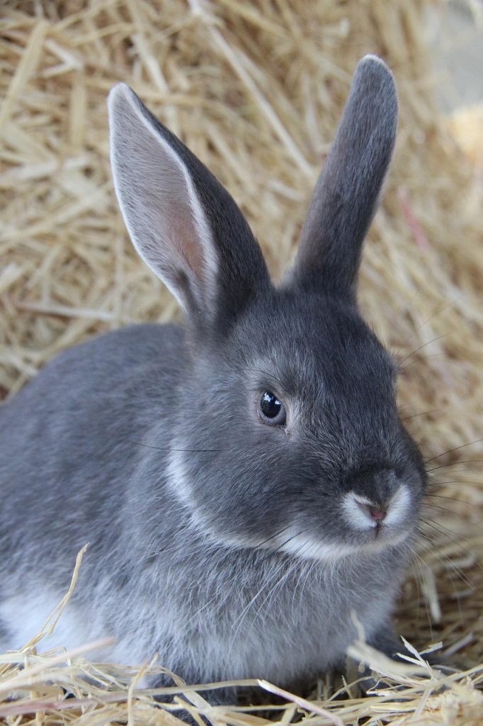 rabbit, cute, bunny, animal, nature, rabbit, rabbit, rabbit, rabbit, rabbit, bunny