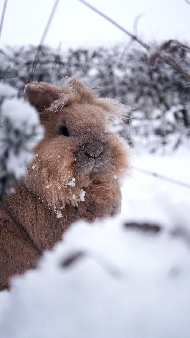rabbits, winter, snow, nature, animal, cold, in focus, creature, wildlife, cute