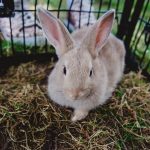 bunny, rabbit, easter, animal, cute, nature, pet, bunnies, spring, adorable, bunny, rabbit, rabbit, rabbit, rabbit, rabbit