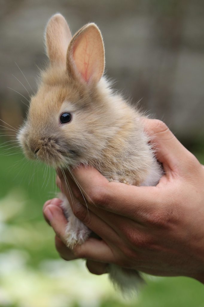 rabbit, mascot, nature, animals, animal, tender